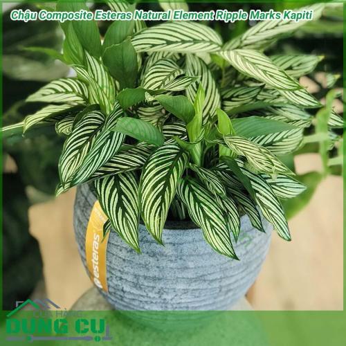 Chậu Composite Esteras Natural Element Ripple Marks Kapiti được lấy ý tưởng từ các từ thiên nhiên được thiết kế mộc mạc kết hợp màu sắc trang nhã nhẹ nhàng đem lại sự sang trọng và tinh tế cho không gian nhà bạn.