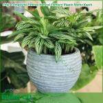 Chậu Composite Esteras Natural Element Ripple Marks Kapiti