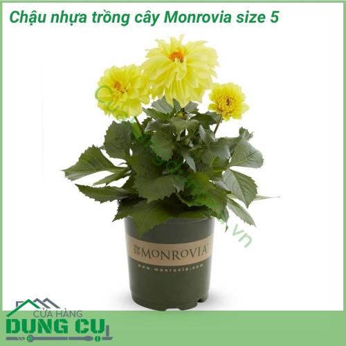 Chậu trồng cây cảnh Monrovia size 5 được sản xuất bằng nhựa pp với thiết kế thông minh và có độ nhám giúp các loại cây phát triển tốt nhất. Chậu Monrovia được thiết kế chuyên để trồng các loại hoa kiểng như: hoa trà my, hoa cúc,... 