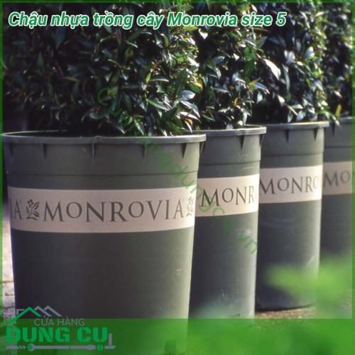 Chậu trồng cây cảnh Monrovia size 5 được sản xuất bằng nhựa pp với thiết kế thông minh và có độ nhám giúp các loại cây phát triển tốt nhất. Chậu Monrovia được thiết kế chuyên để trồng các loại hoa kiểng như: hoa trà my, hoa cúc,... 