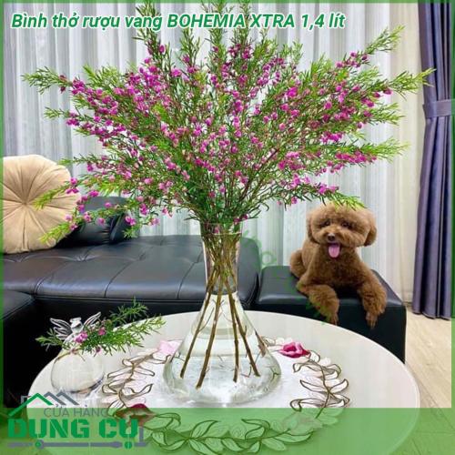 Bình thở rượu vang BOHEMIA XTRA 1 4 lít được làm bằng thuỷ tinh cao cấp thổi phồng có thể tích 1 4 lít Bình có dạng củ hành phình to phần dưới bụng tạo bề mặt rộng tăng hương vị đậm đà cho rượu vang phần thân trên tiện cầm nắm rót rượu