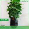 Chậu composite cao cấp Ruby 1133 Lux 56