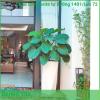 Chậu composite tự dưỡng Diamond 1401 Lux 72